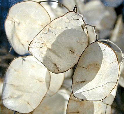 honesty-seed-pods