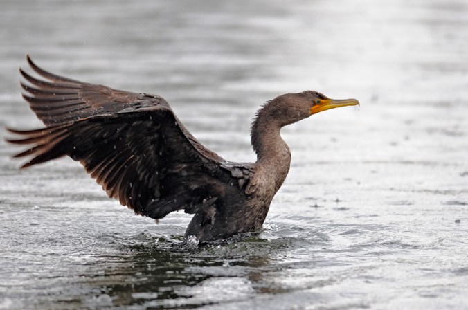 cormorant Graham Owen