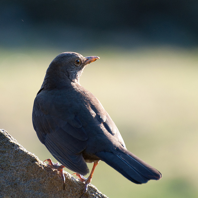 blackbird2