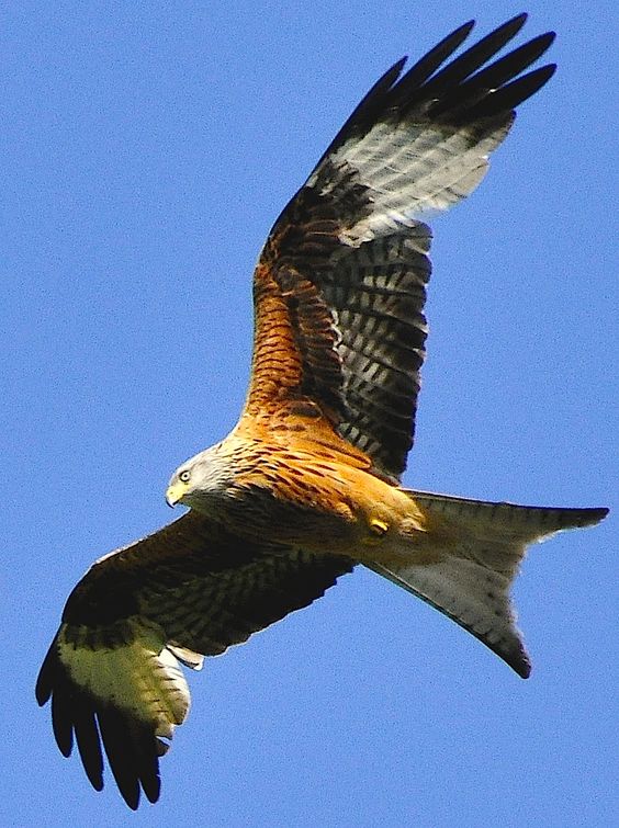 Red Kite.jpg