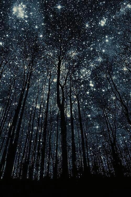 stars in the wood