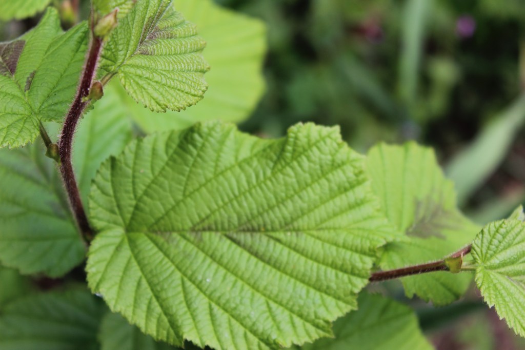 This image has an empty alt attribute; its file name is img_1018.jpg