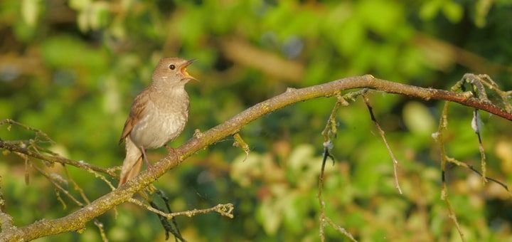 nightingale-song-720x340