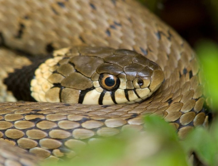 grass snake animalia