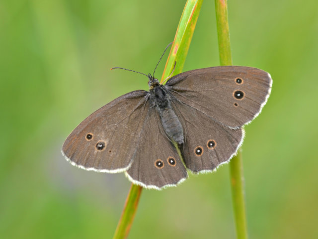 35649599806_95802fa593_oringlet