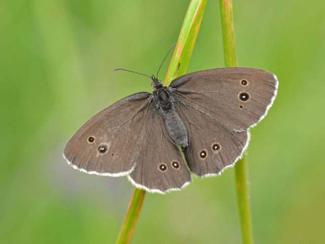 35649599806_95802fa593_oringlet