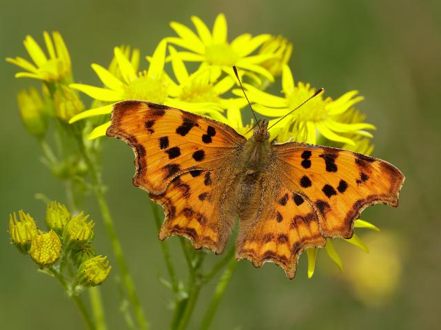 7705686416-comma-polygonia-c-album